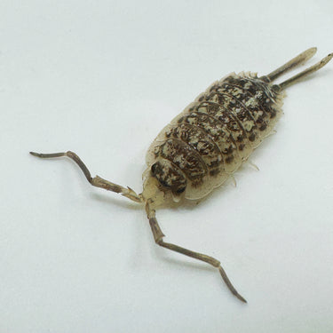 Porcellio Haasi